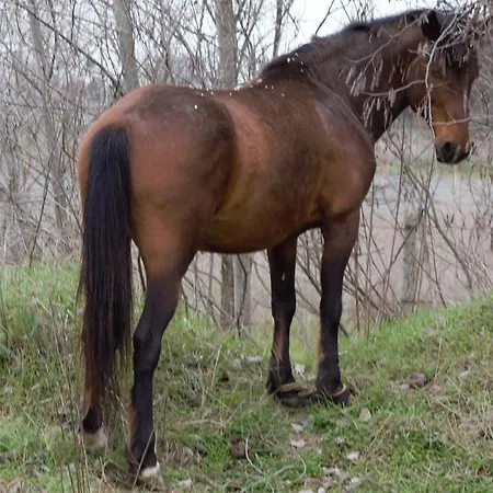 Hotel de apartamente Chateau Del Marina Complex