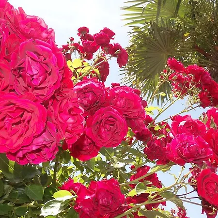 Hotel de apartamente Chateau Del Marina Complex Nesebăr