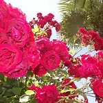 アパートホテル Chateau Del Marina Complex ネセバル