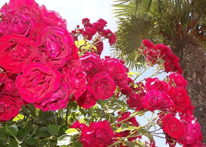 Apartmanhotel Chateau Del Marina Complex Neszebar